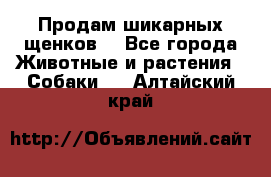 Продам шикарных щенков  - Все города Животные и растения » Собаки   . Алтайский край